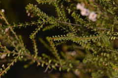 Thryptomene