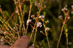 Thryptomene