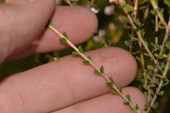 Thryptomene