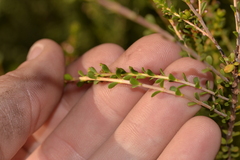 Thryptomene