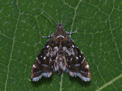 Prochoreutis myllerana
