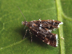 Prochoreutis myllerana