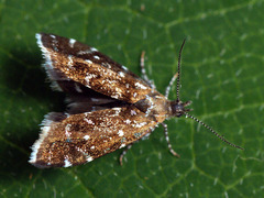Prochoreutis myllerana