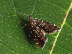 Prochoreutis myllerana