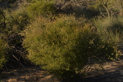 Thryptomene