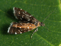 Prochoreutis myllerana