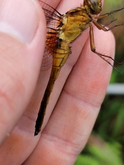 Orthetrum