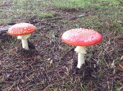 Amanita muscaria muscaria