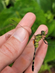 Orthetrum serapia