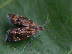 Prochoreutis sehestediana