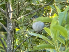 Fringilla coelebs palmae