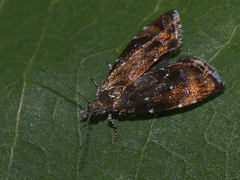 Prochoreutis sehestediana