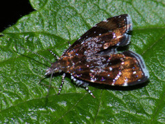 Prochoreutis sehestediana