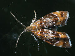 Prochoreutis sehestediana