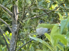 Fringilla coelebs palmae