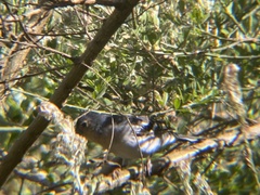 Fringilla coelebs palmae