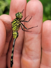 Orthetrum serapia