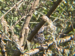 Fringilla coelebs palmae