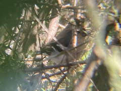Fringilla coelebs palmae