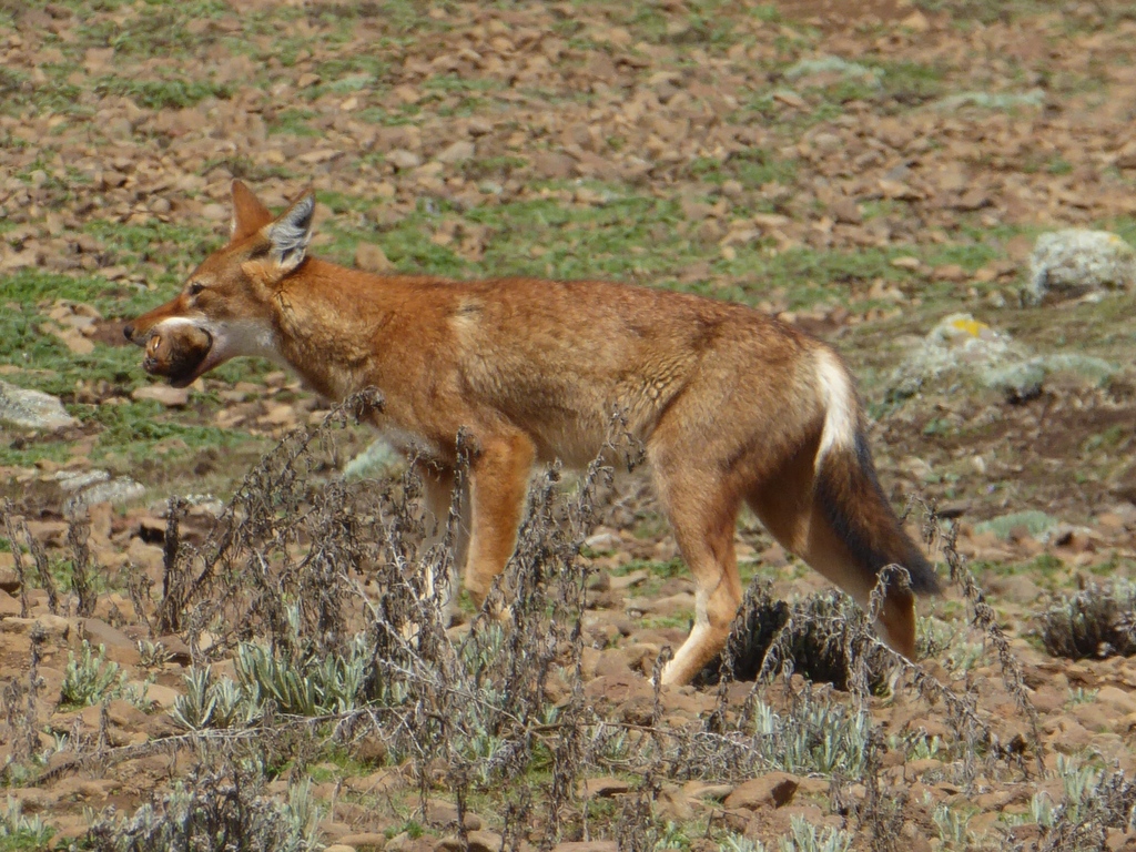 Canis simensis, Oromia, Ethiopia, by ttso
