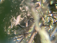 Fringilla coelebs palmae