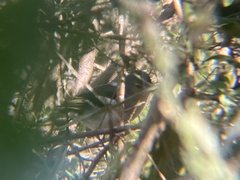Fringilla coelebs palmae