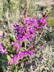 Muraltia macropetala