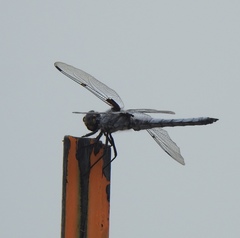Libellula nodisticta