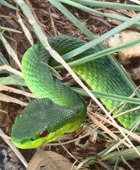 Trimeresurus guoi