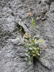 Petrocoptis glaucifolia