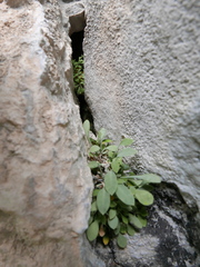 Petrocoptis glaucifolia