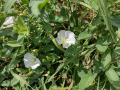 Convolvulus arvensis