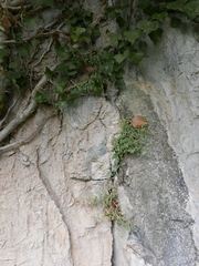 Petrocoptis glaucifolia