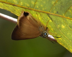 Hasora mus