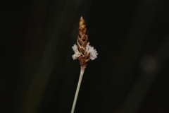 Ecdeiocolea monostachya