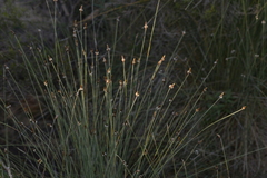 Ecdeiocolea monostachya