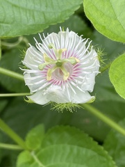 Passiflora foetida