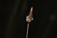 Ecdeiocolea monostachya