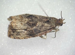 Olethreutes diallacta