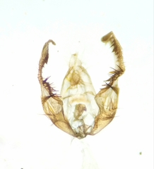 Olethreutes diallacta