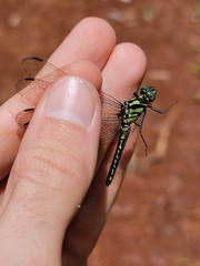 Anisoptera