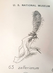 Olethreutes diallacta