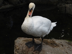Cygnus olor