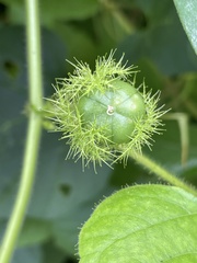 Passiflora foetida