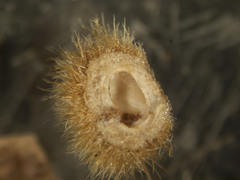 Caryomyia holotricha