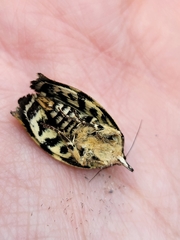 Lepidoptera