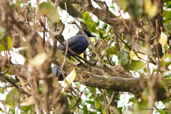 Myophonus horsfieldii