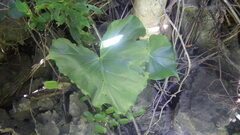 Colletogyne perrieri