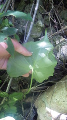 Colletogyne perrieri