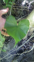 Colletogyne perrieri